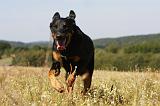 BEAUCERON 735